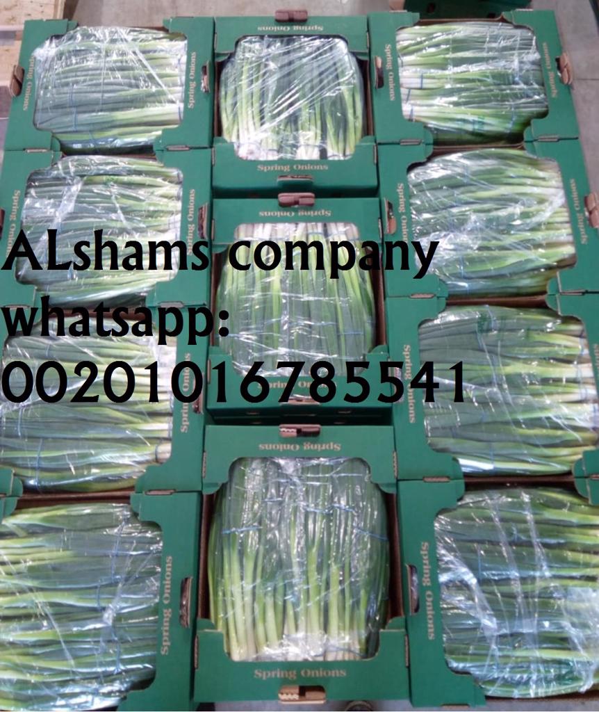 Product image - Alshams company for general import and export 💯
We can supply all kinds of agricultural products with high quality and best price.
We would like to offer #Fresh_spring_onions
Origin:Egypt
Quality:Class 1
Packing :  2.5 kg per carton
I hope our offer meet your satisfaction 💯
For more information waiting your message  :_
Call &Whatsapp :+201016785541
Email : alshams.info@yahoo.com
Mrs / donia mostafa
Sales manager

